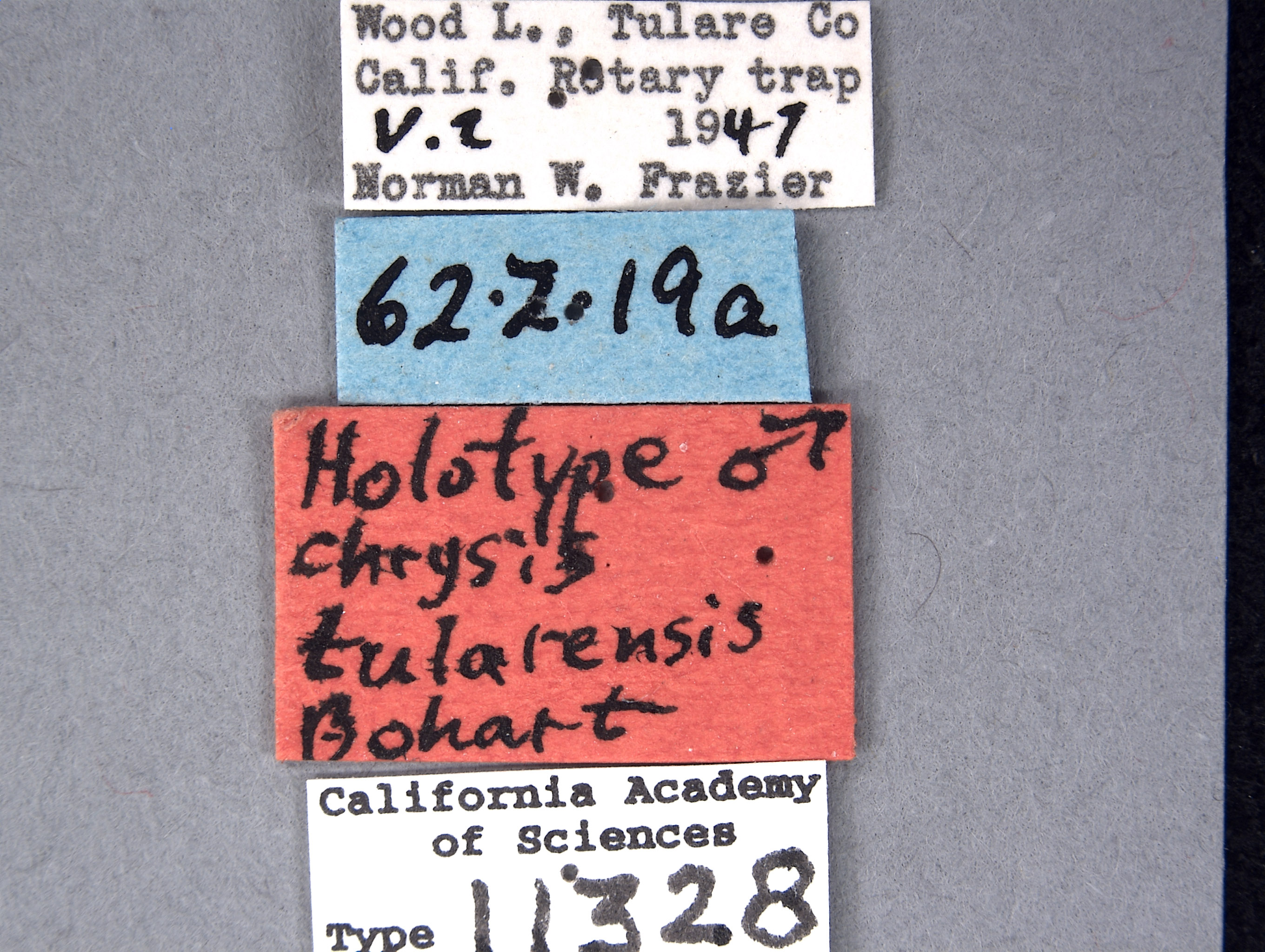 Chrysis tularensis image