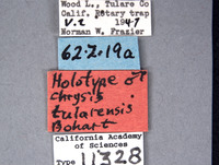 Chrysis tularensis image