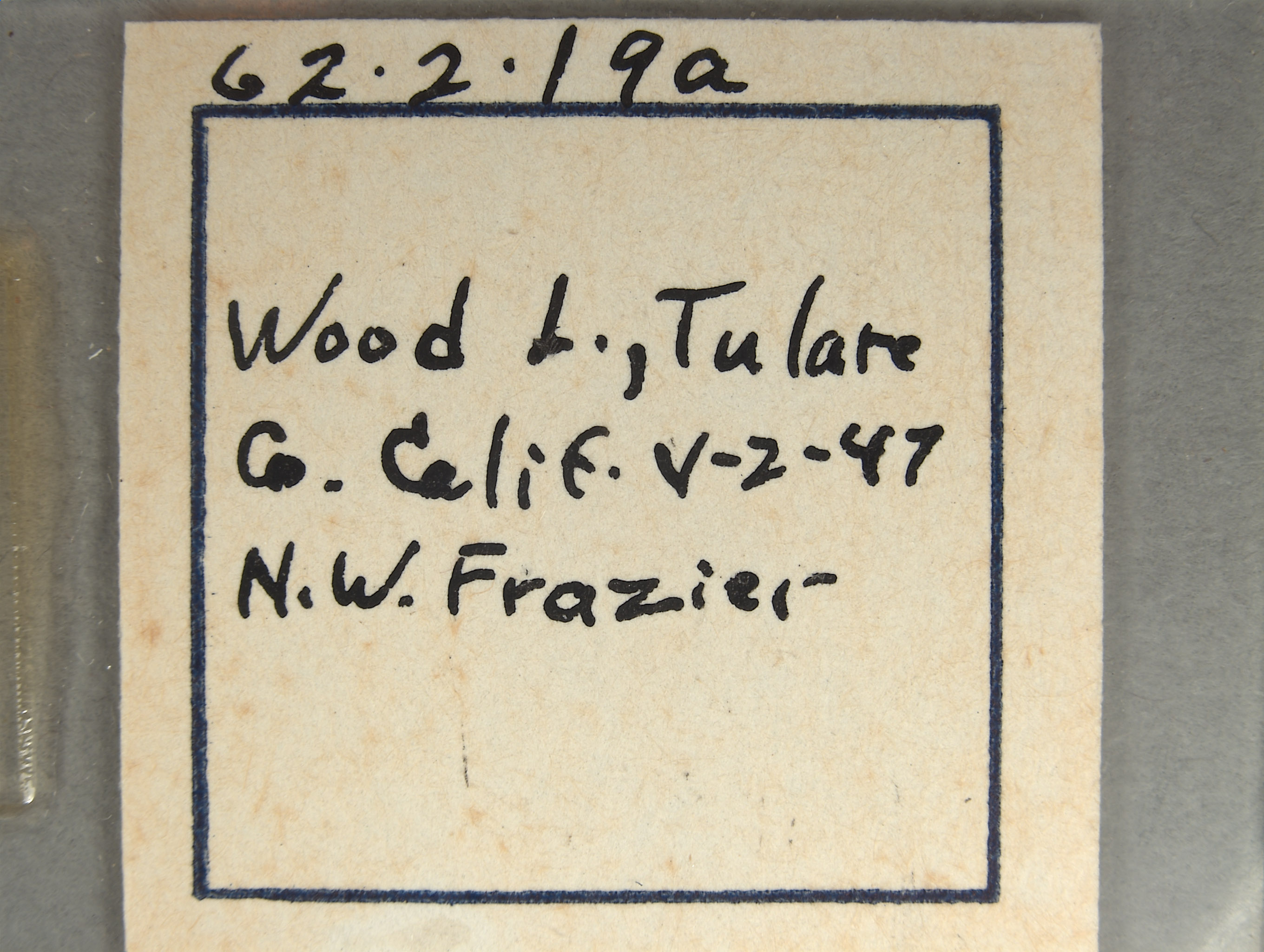 Chrysis tularensis image