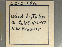 Chrysis tularensis image