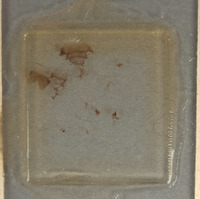 Chrysis tularensis image