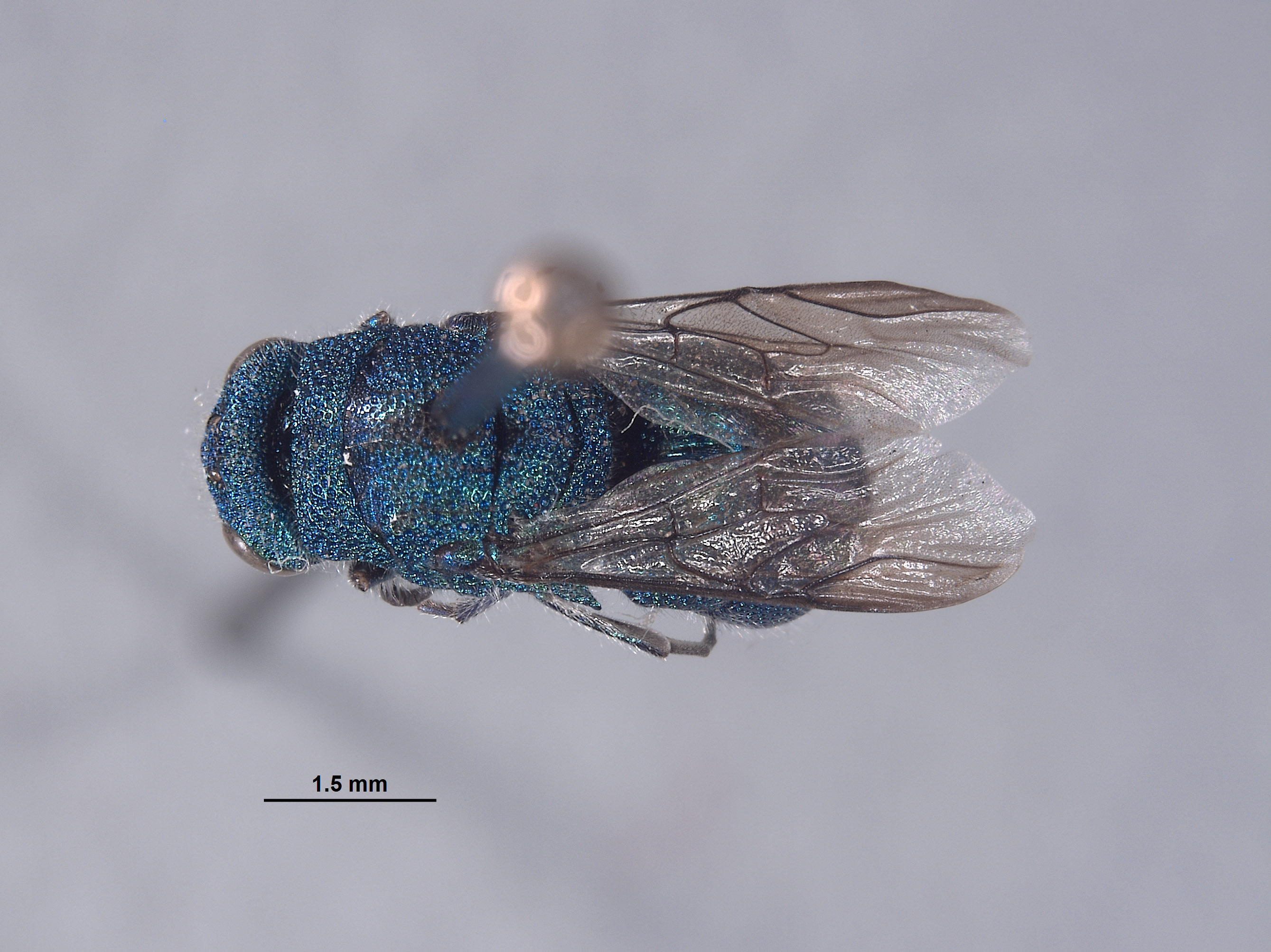 Chrysididae image