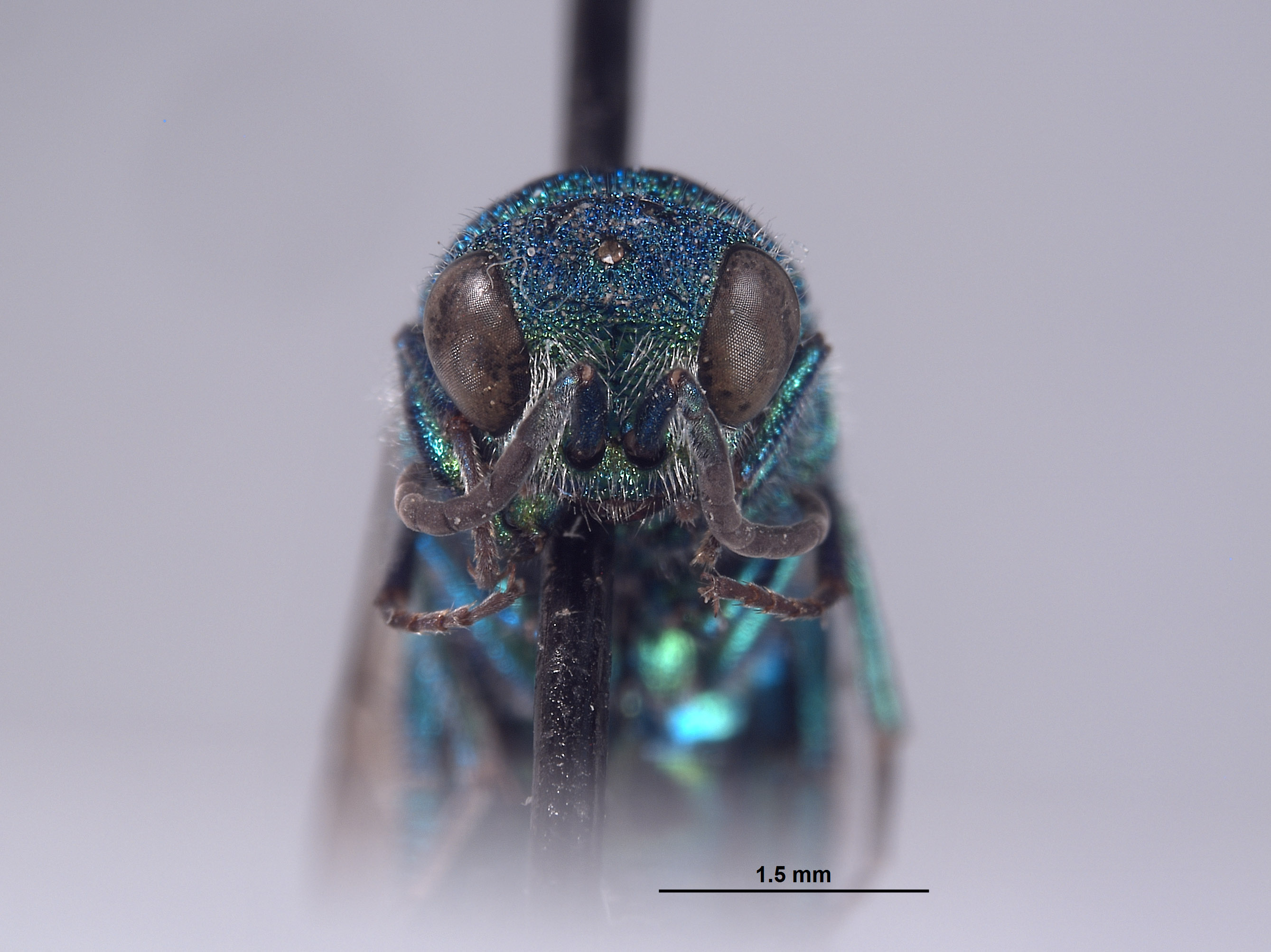 Chrysis wasbaueri image