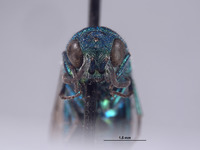 Chrysis wasbaueri image