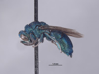 Chrysis wasbaueri image