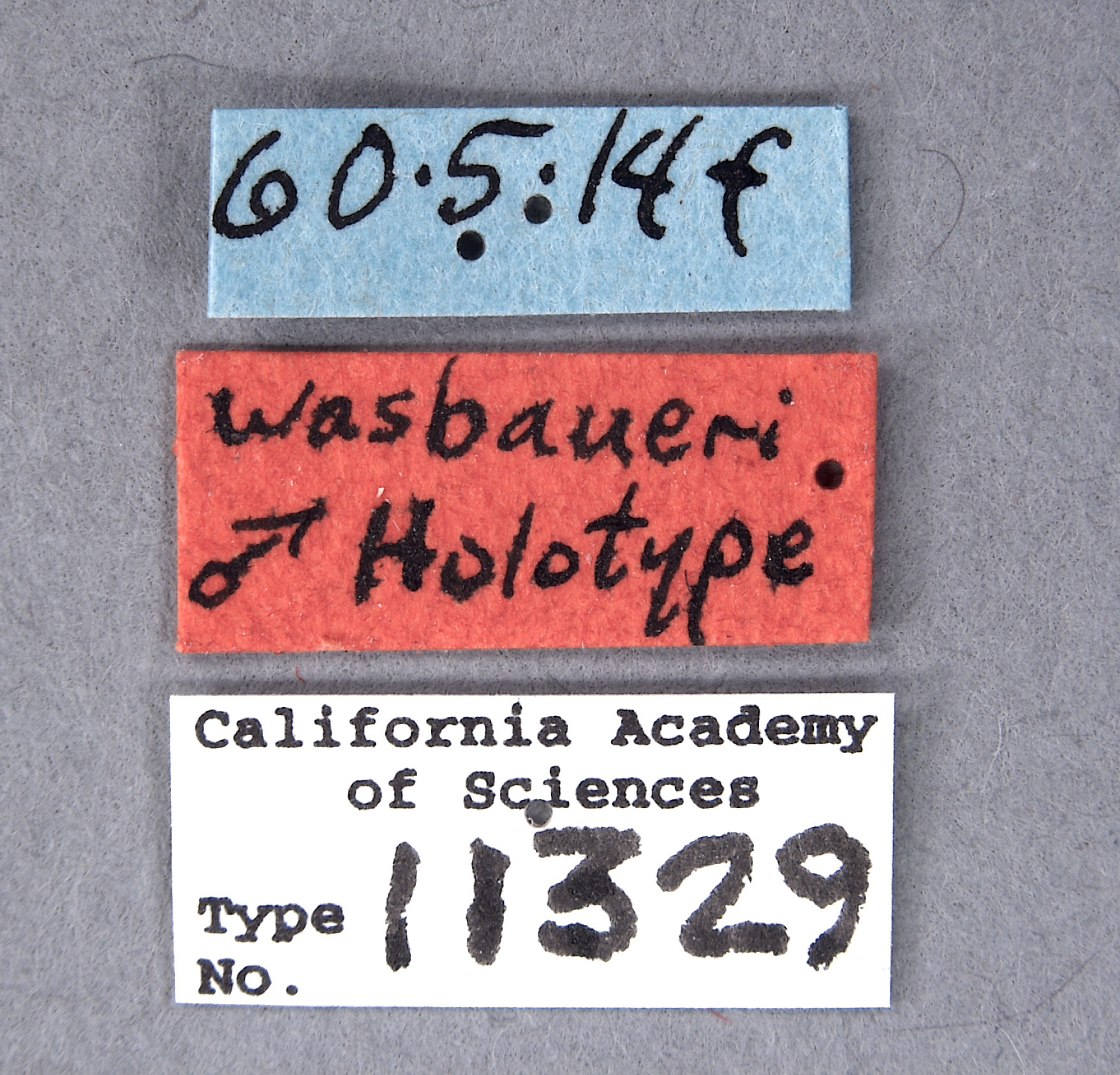 Chrysis wasbaueri image