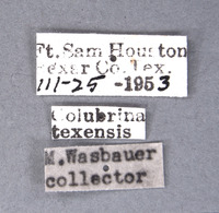 Chrysis wasbaueri image