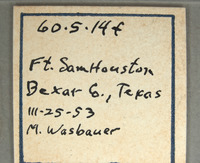 Chrysis wasbaueri image