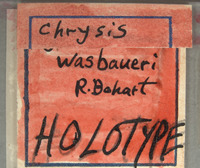 Chrysis wasbaueri image