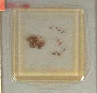 Chrysis wasbaueri image