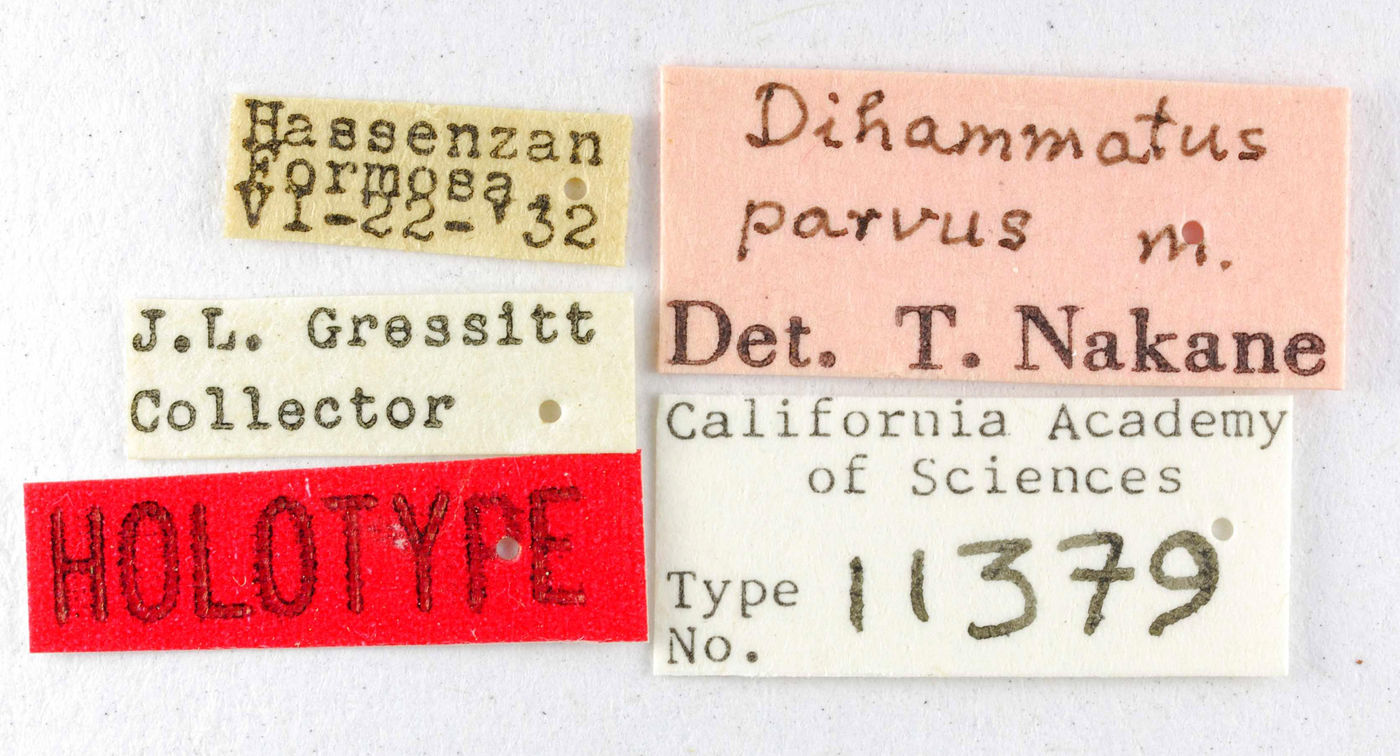 Dihammatus parvus image