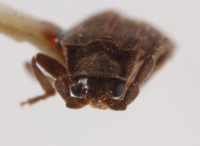 Dilophotes libnetoides image