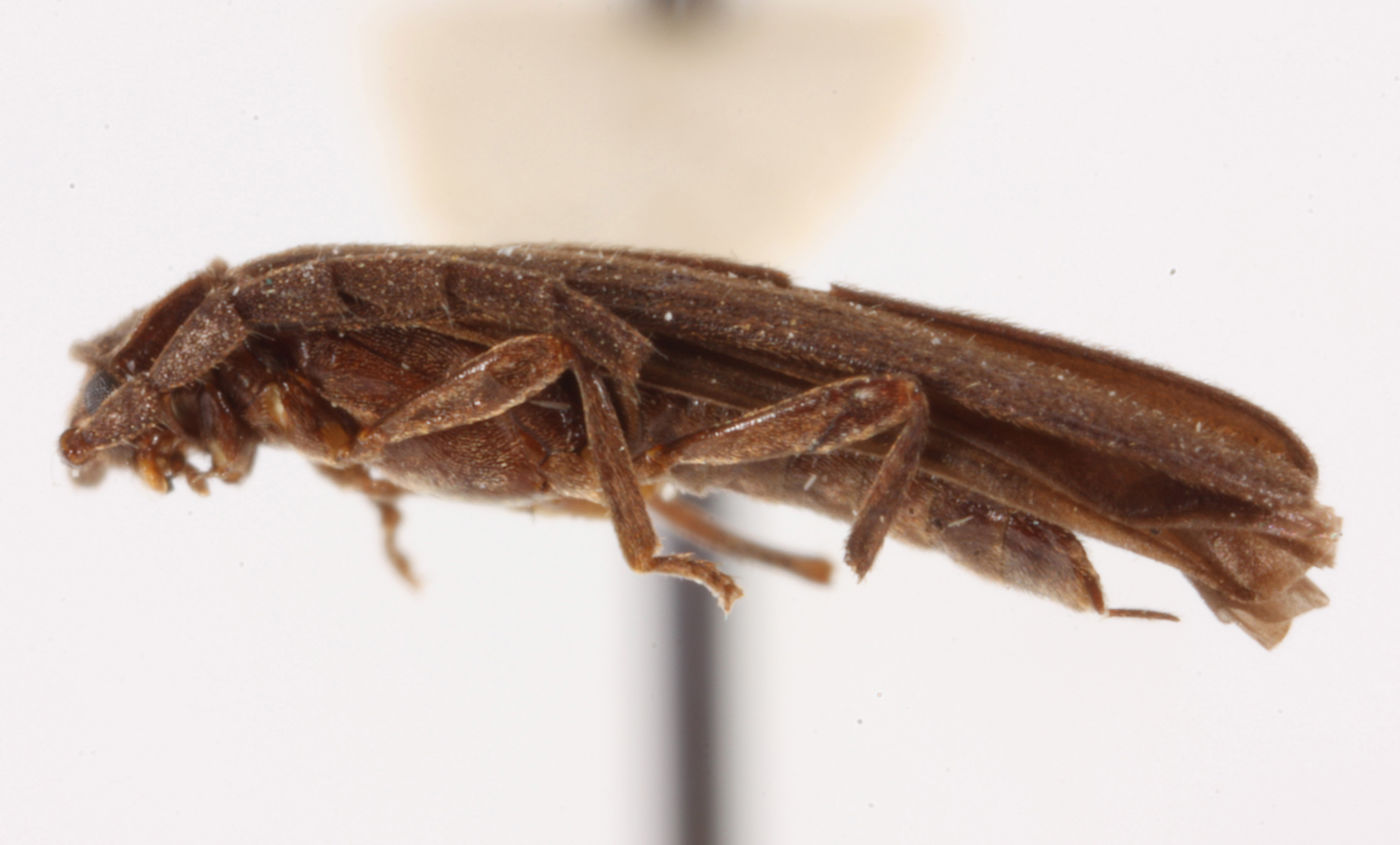 Dilophotes libnetoides image