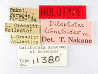 Dilophotes libnetoides image