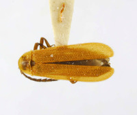 Plateros gressitti image