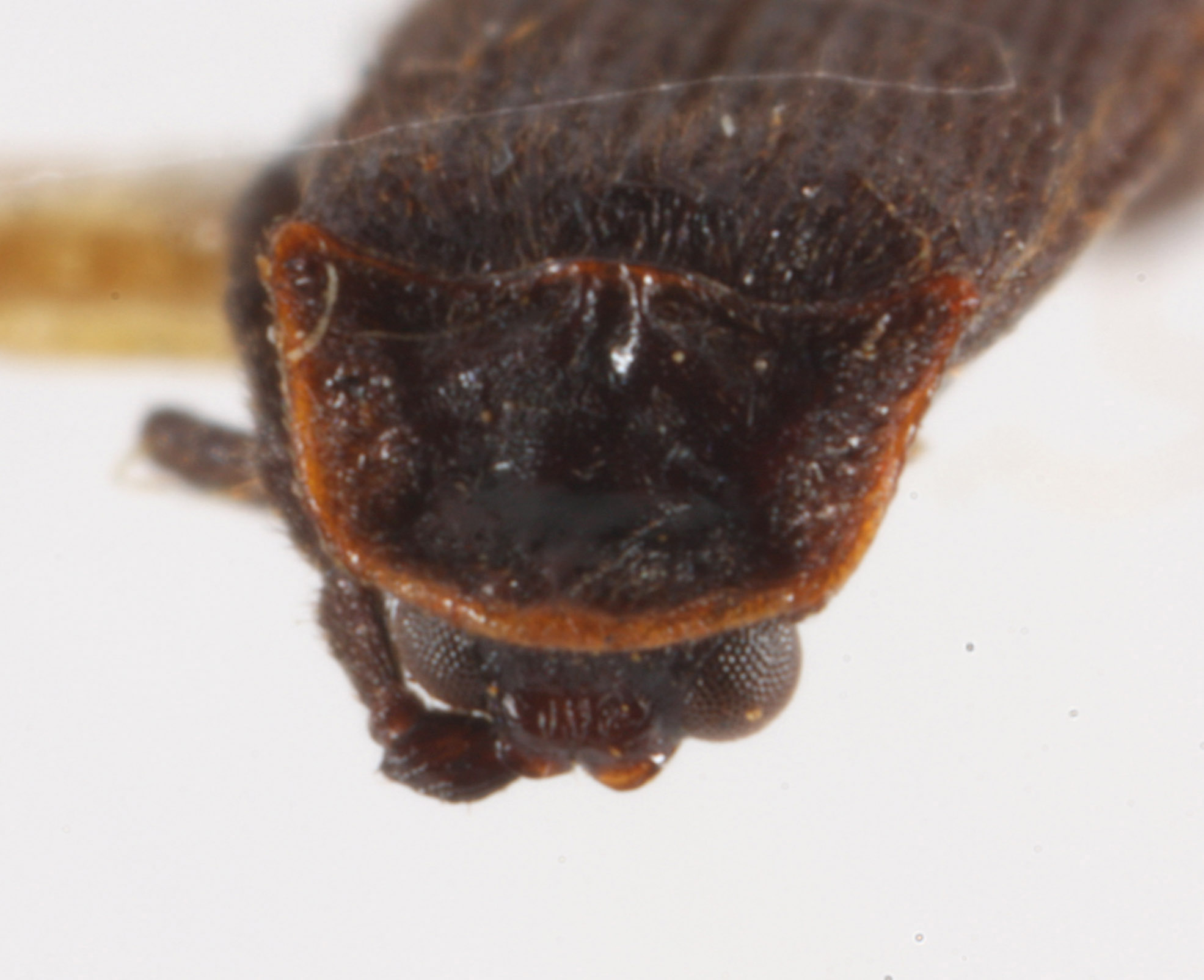 Plateros viduus image