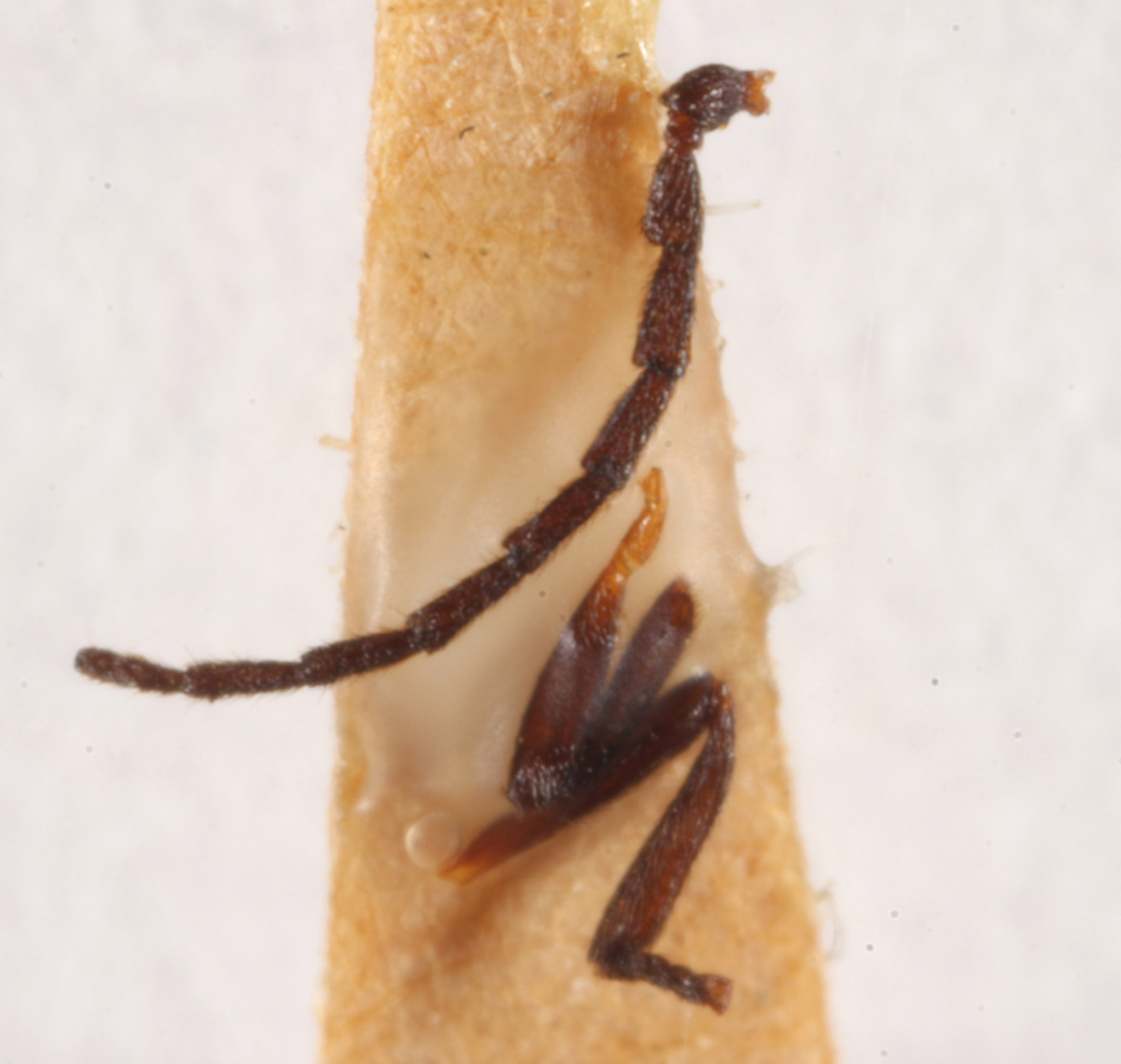 Plateros viduus image