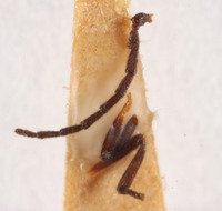 Plateros viduus image