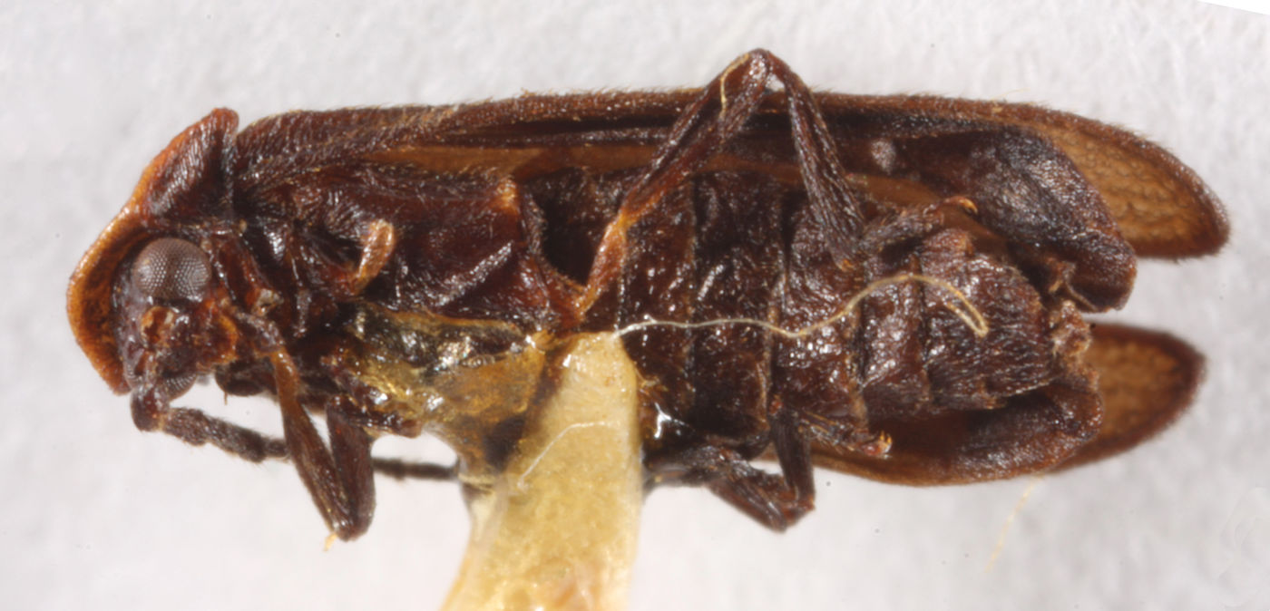 Plateros viduus image