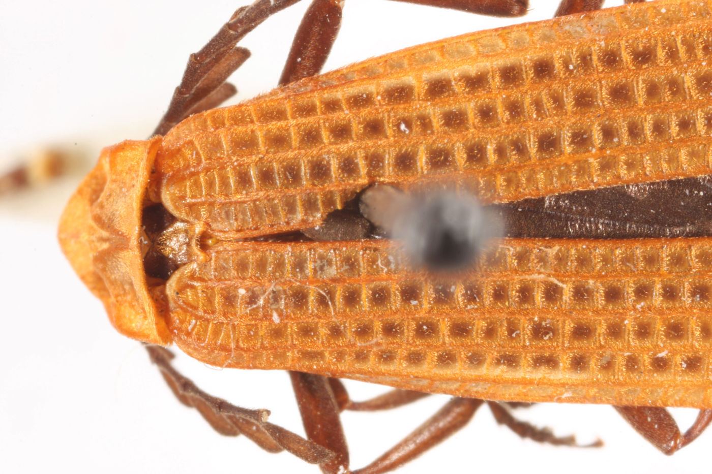 Xylobanus leechi image