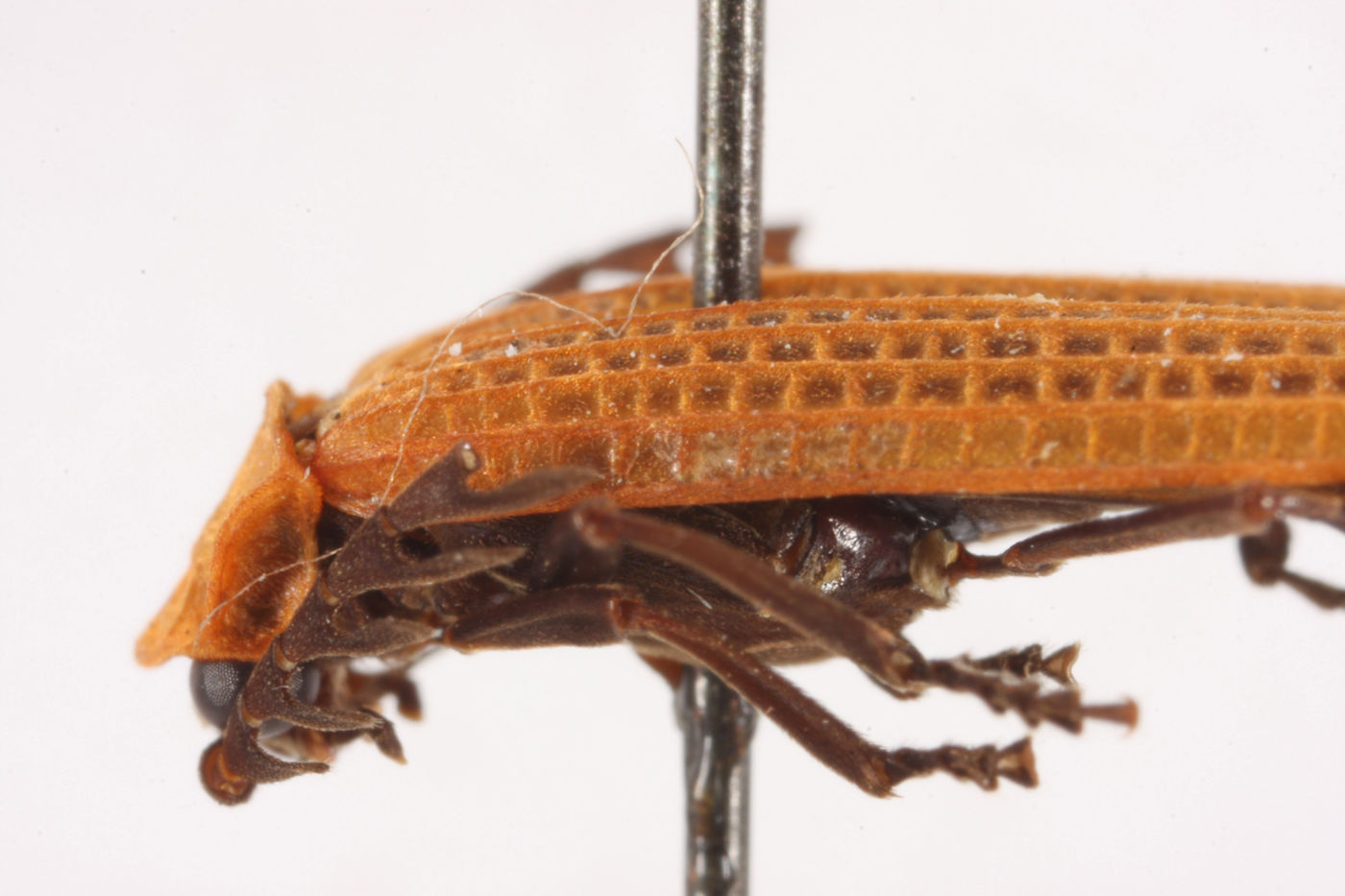 Xylobanus leechi image