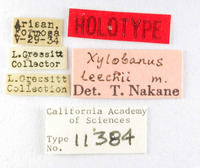 Xylobanus leechi image