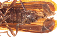 Xylobanus leechi image