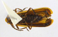 Xylobanus leechi image