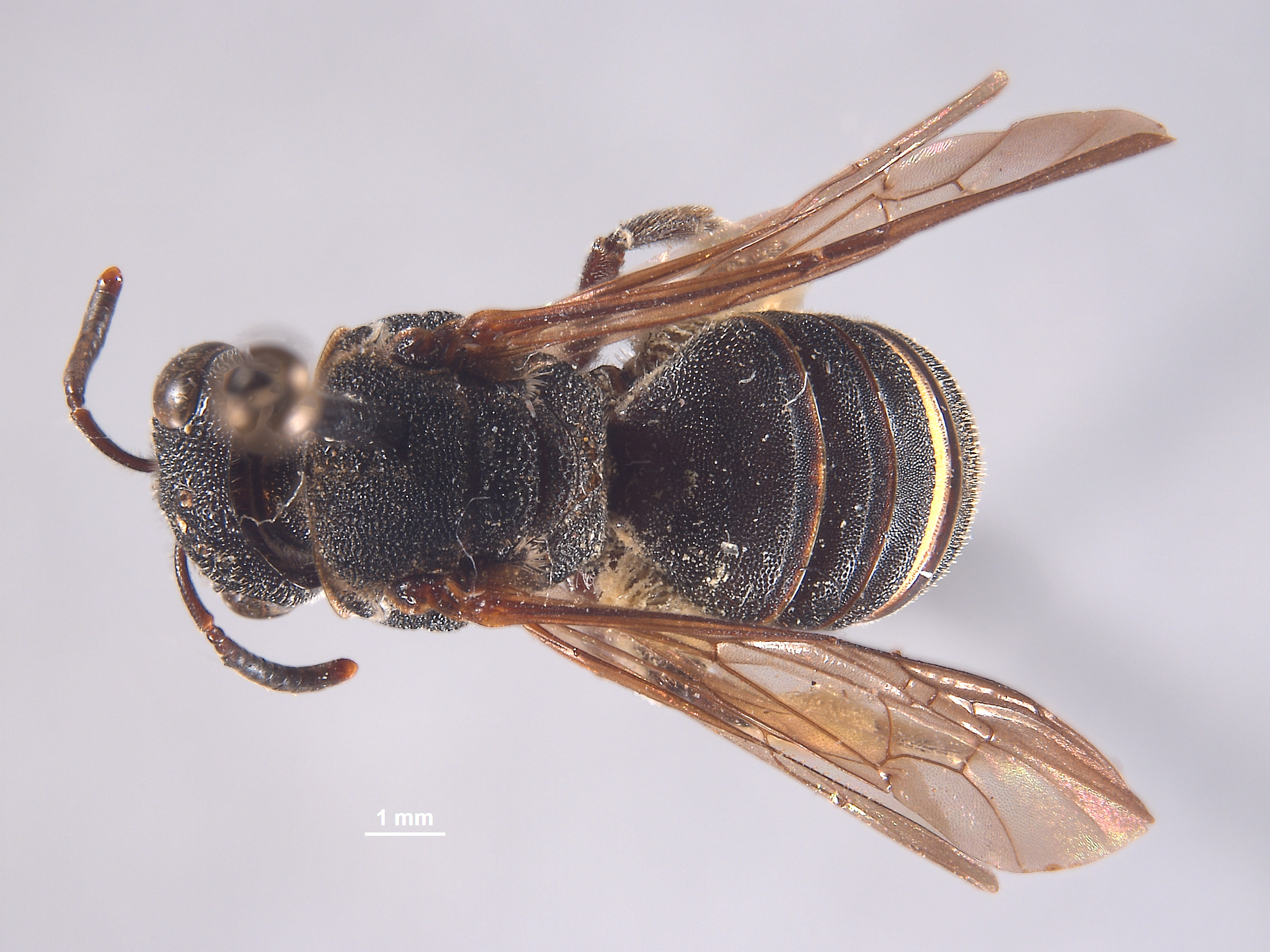 Eulonchopria oaxacana image