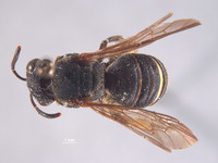 Image of Eulonchopria oaxacana