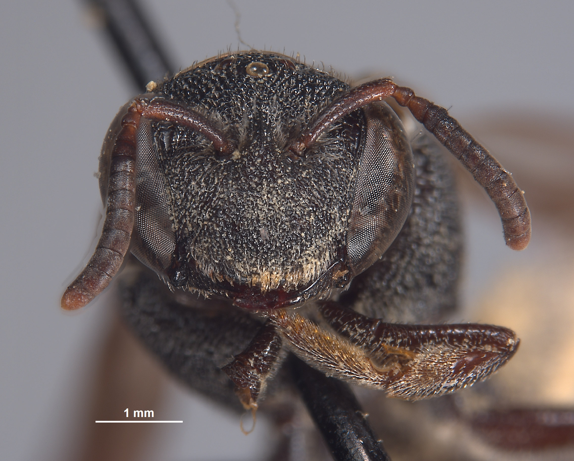 Eulonchopria oaxacana image