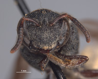 Eulonchopria oaxacana image