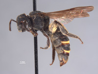 Eulonchopria oaxacana image