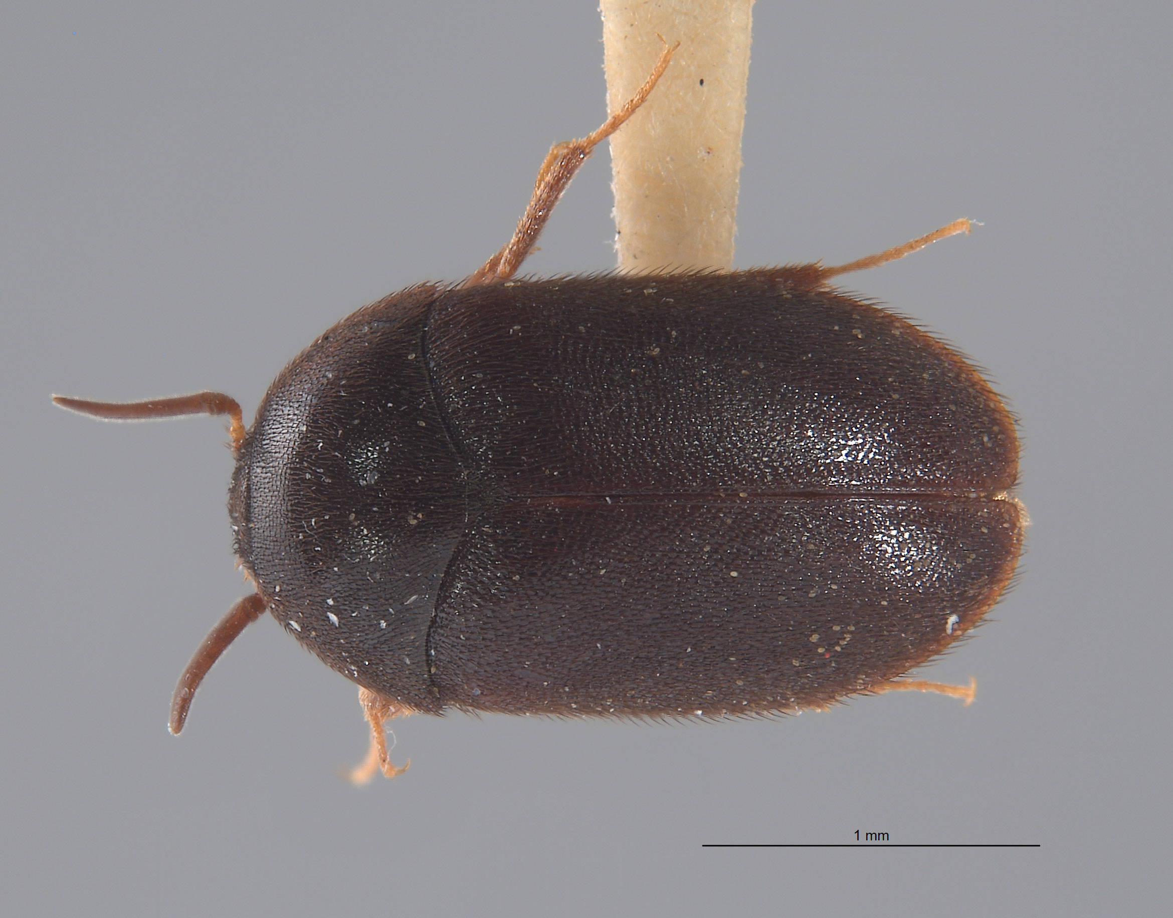 Attagenus schaefferi image