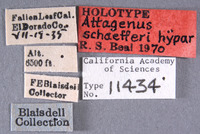 Attagenus schaefferi image