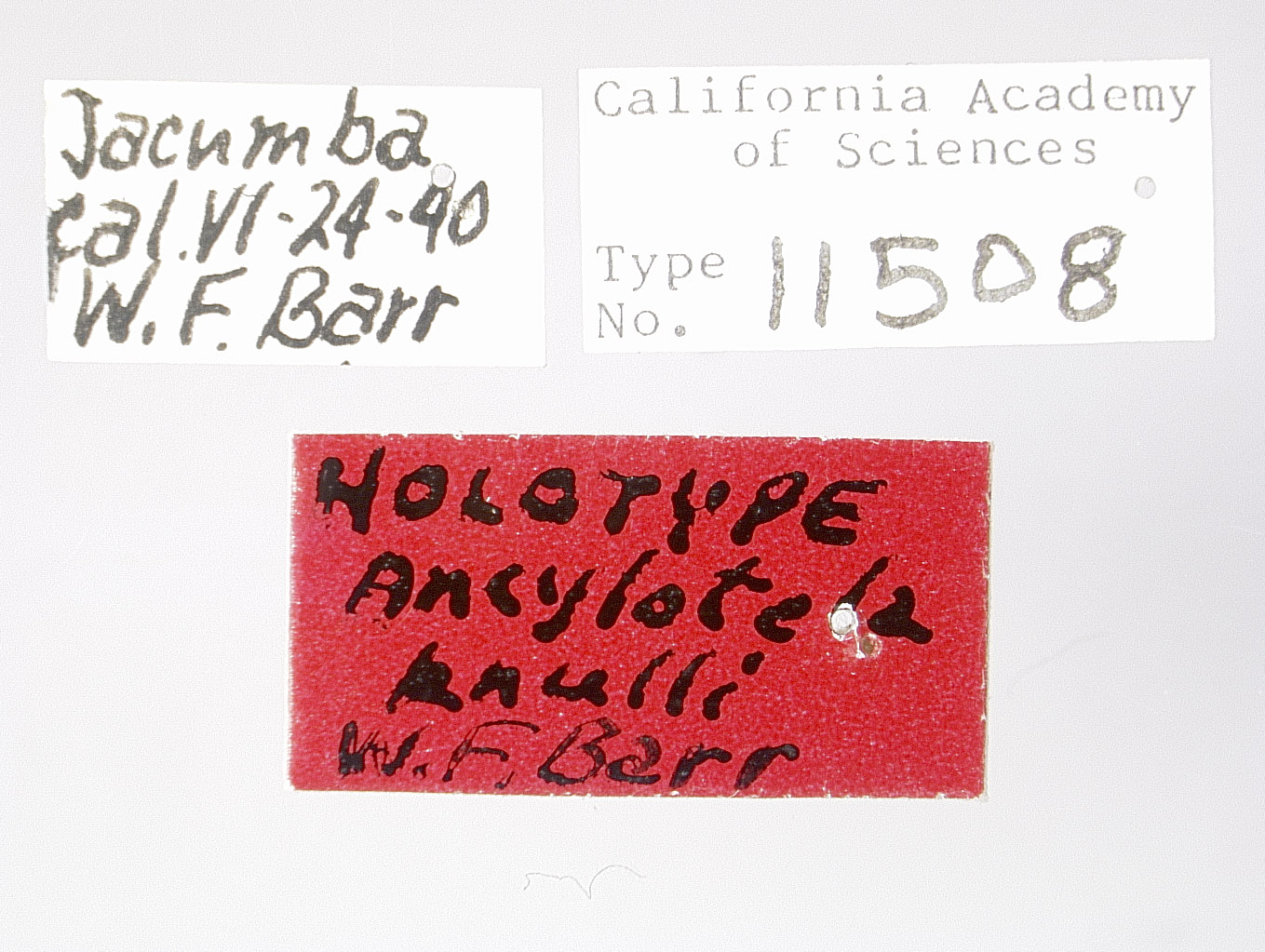 Ancylotela knulli image