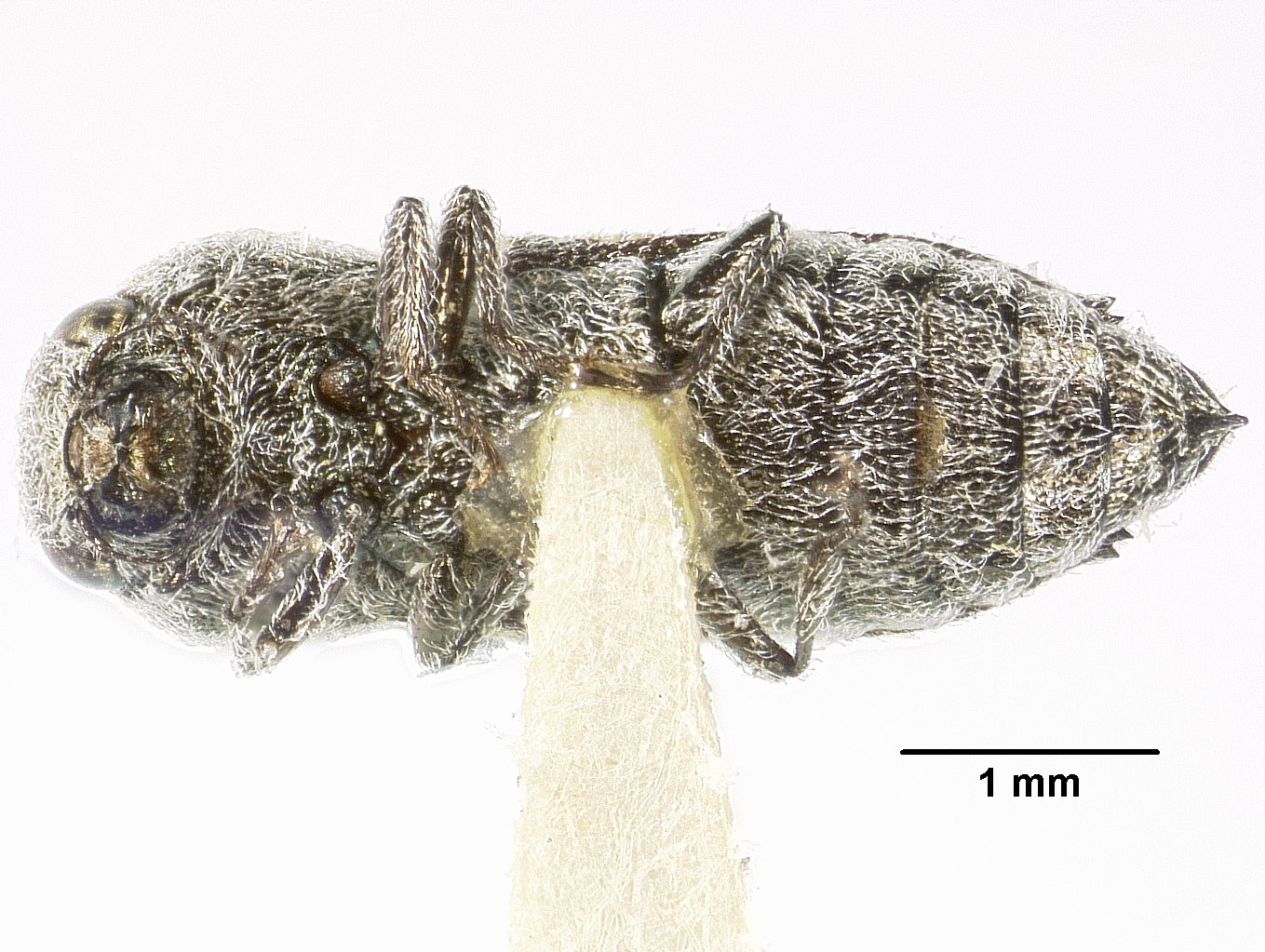 Ancylotela knulli image