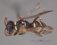 Cerceris alamos image