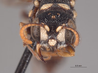 Cerceris alamos image