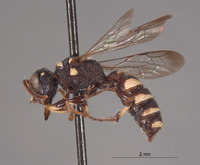 Cerceris alamos image