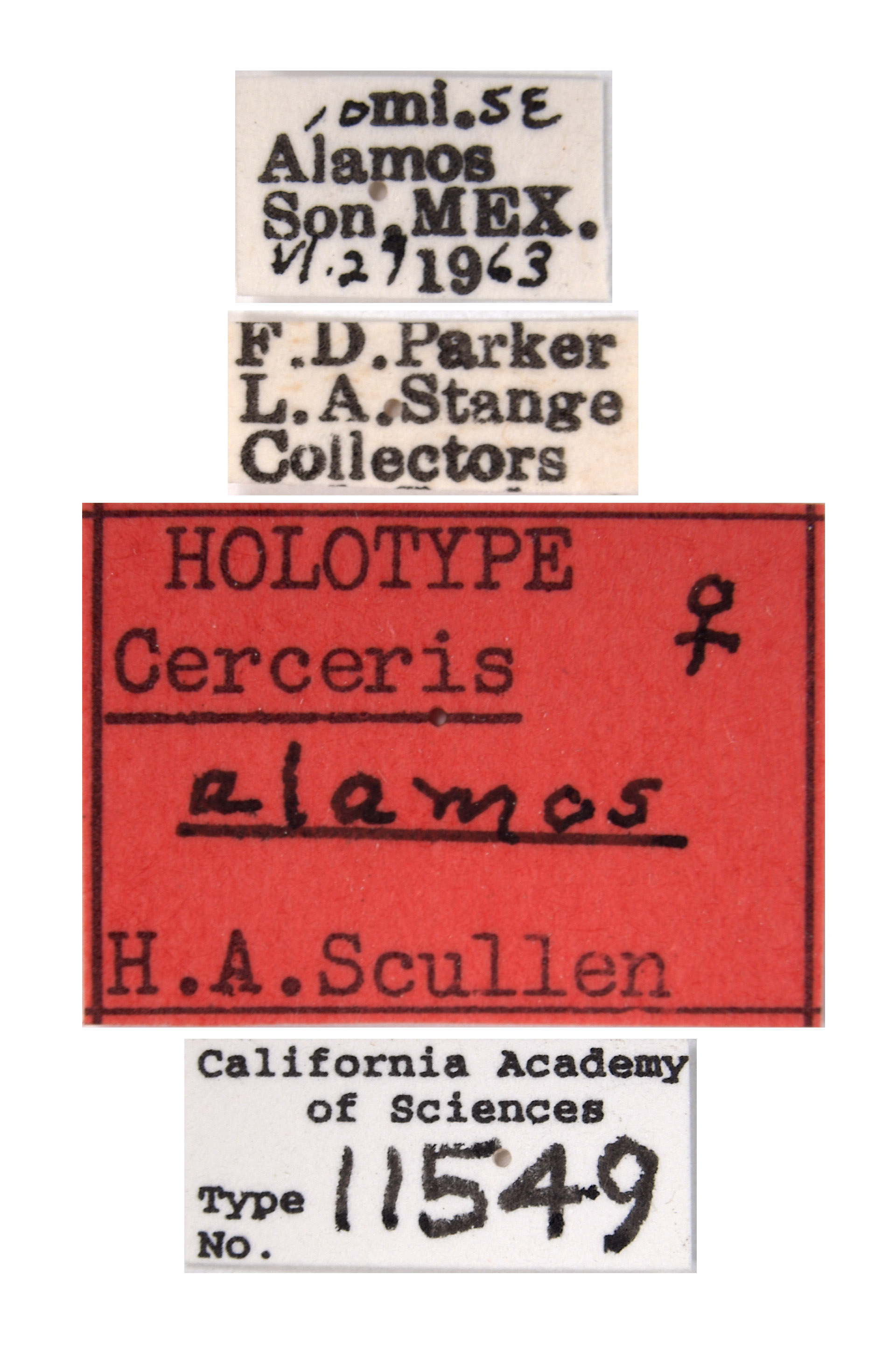 Cerceris alamos image