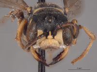 Cerceris hurdi image