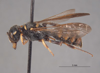 Cerceris hurdi image