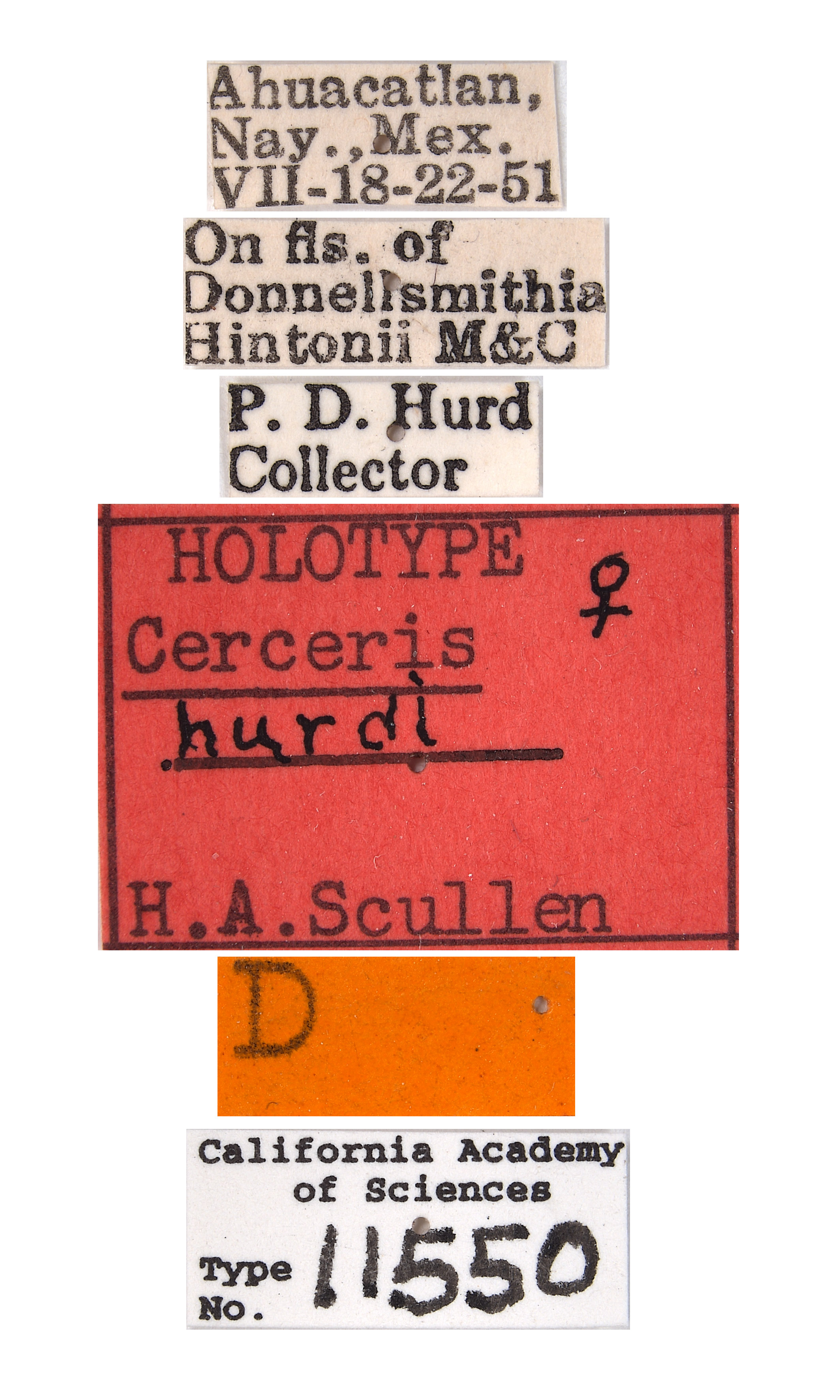 Cerceris hurdi image