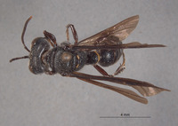 Cerceris montealban image