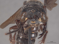 Cerceris montealban image