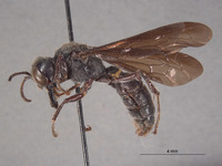 Cerceris montealban image