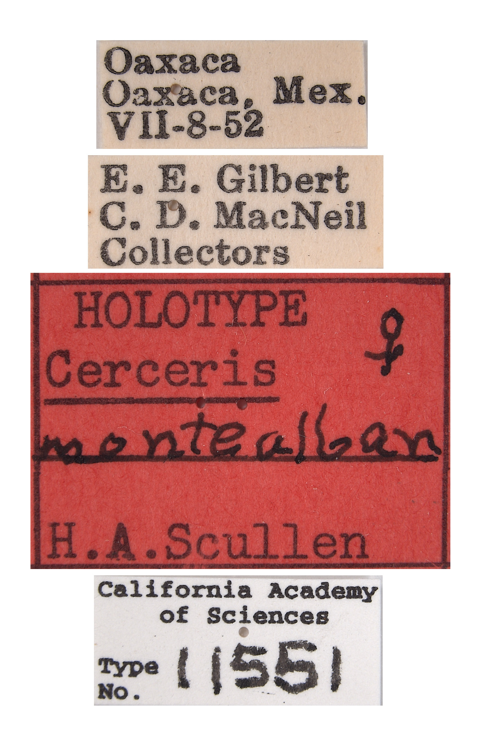 Cerceris montealban image