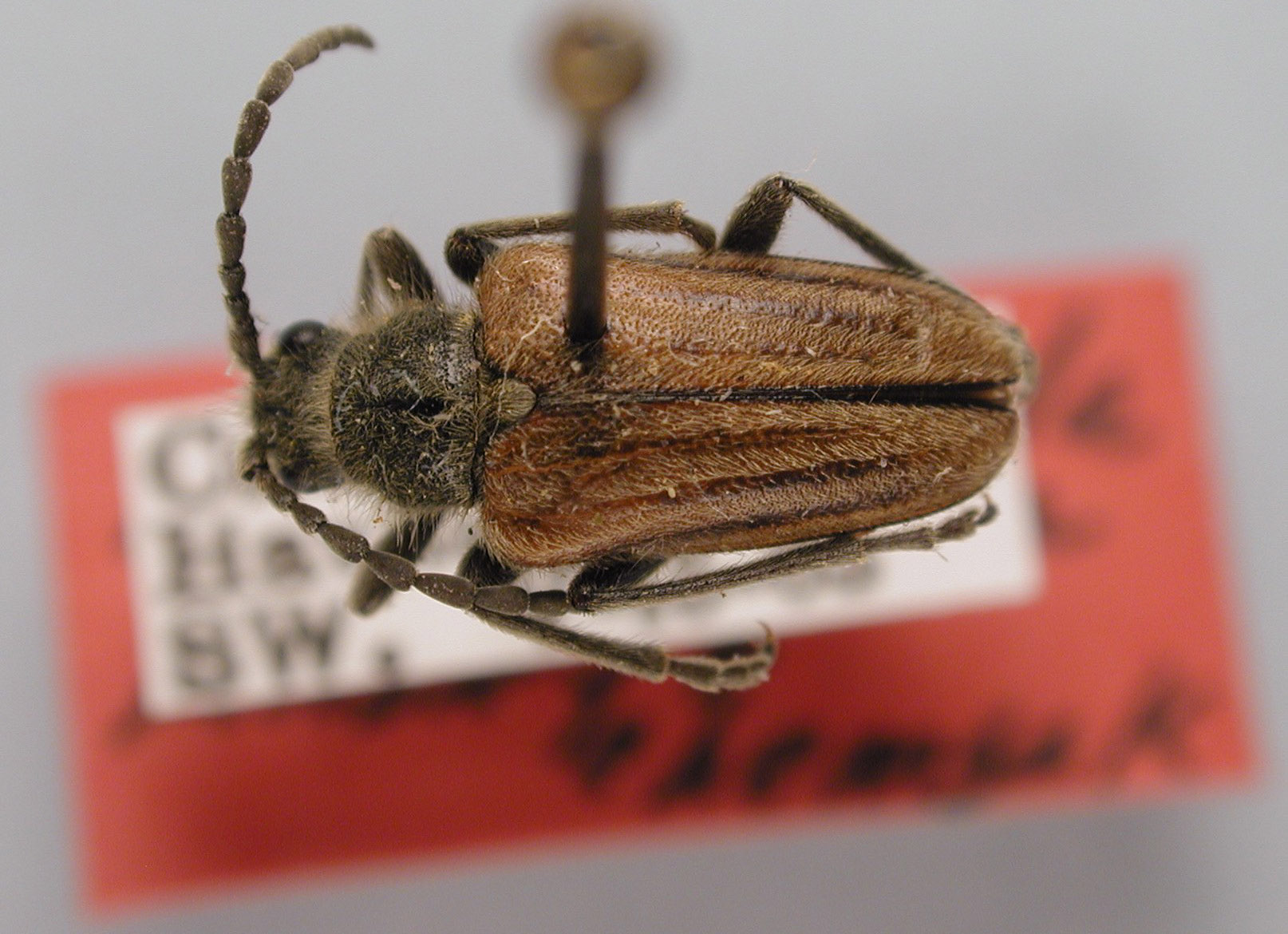 Brachysomida vittigera image