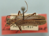Image of Centrodera minima